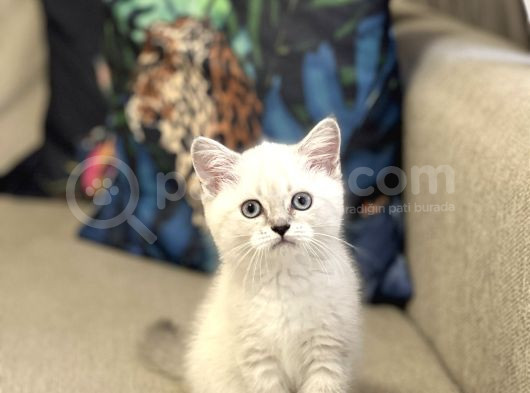 Hari̇ka Güzelli̇kte Bri̇ti̇sh Shorthai̇r Si̇lver Poi̇nt görsel