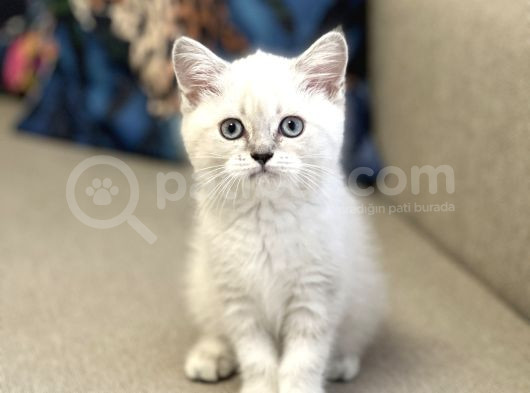Hari̇ka Güzelli̇kte Bri̇ti̇sh Shorthai̇r Si̇lver Poi̇nt görsel