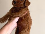 Korekan Red Bro Poodle