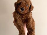 Korekan Red Bro Poodle