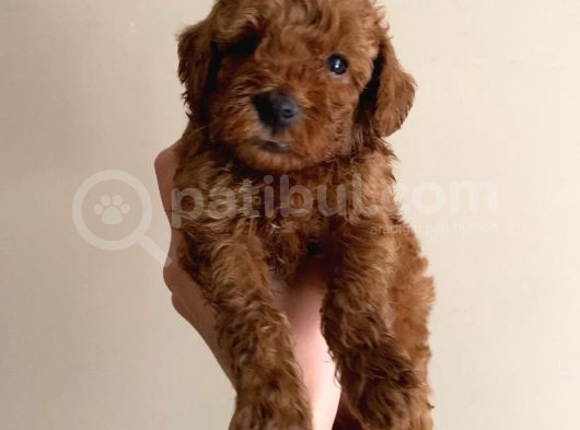 Korekan Red Bro Poodle görsel