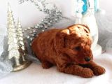 Korekan Red Bro Poodle