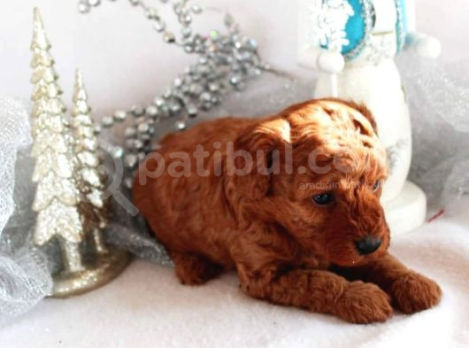 Korekan Red Bro Poodle görsel