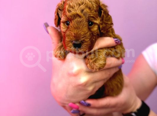 Korekan Red Bro Poodle görsel