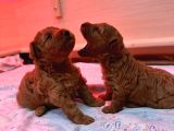 Korekan red bro poodle