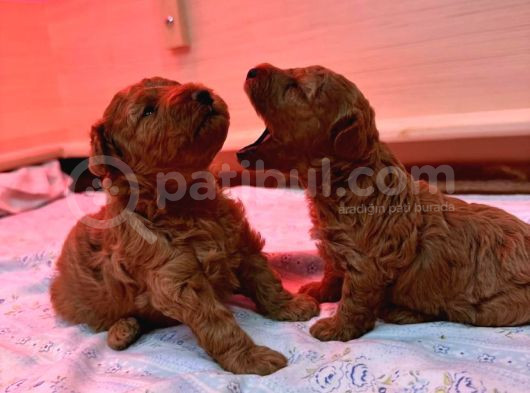 Korekan Red Bro Poodle