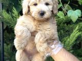 AVUÇ İÇİ MALTİPOO BEBEKLER