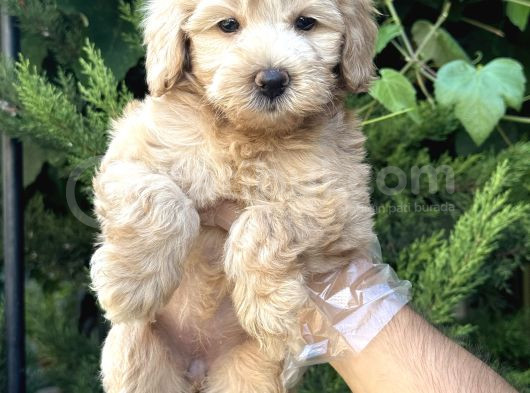 Avuç İçi̇ Malti̇poo Bebekler