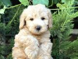 Avuç İçi̇ Malti̇poo Bebekler