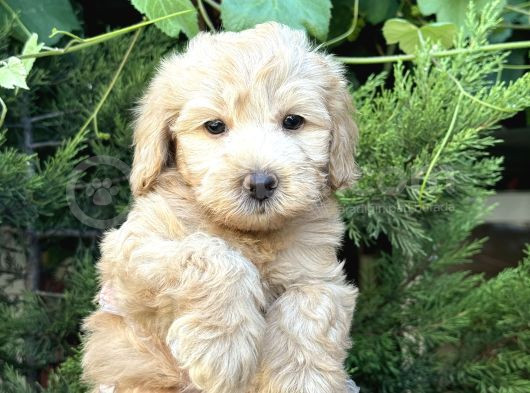 Avuç İçi̇ Malti̇poo Bebekler görsel