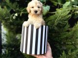 KUTU KUTU MALTİPOO YAVRULARI