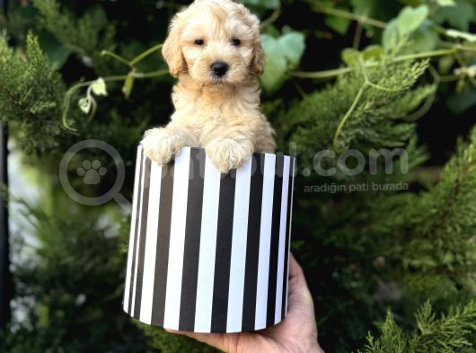 Kutu Kutu Malti̇poo Yavrulari