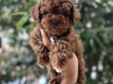 AKITMALI TOY POODLE BEBEK