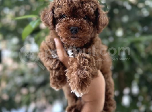 Akitmali Toy Poodle Bebek