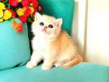 British shorthair golden ny12 Dişi