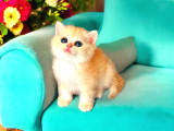 British Shorthair Golden Ny12 Dişi