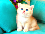 British Shorthair Golden Ny12 Dişi