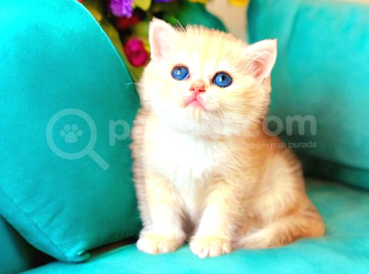 British Shorthair Golden Ny12 Dişi görsel