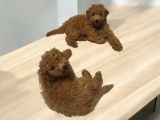 Mükemmel Kalite Minyatür Poodle Yavrularimiz