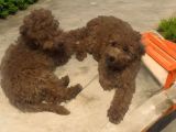 Mükemmel Kalite Minyatür Poodle Yavrularimiz