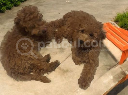 Mükemmel Kalite Minyatür Poodle Yavrularimiz