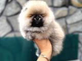Show kalite Yumuşacık Tüylü Pomeranian Boo