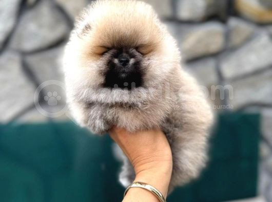 Show Kalite Yumuşacık Tüylü Pomeranian Boo