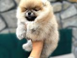 Show Kalite Yumuşacık Tüylü Pomeranian Boo