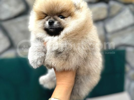 Show Kalite Yumuşacık Tüylü Pomeranian Boo görsel