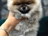 Show Kalite Yumuşacık Tüylü Pomeranian Boo