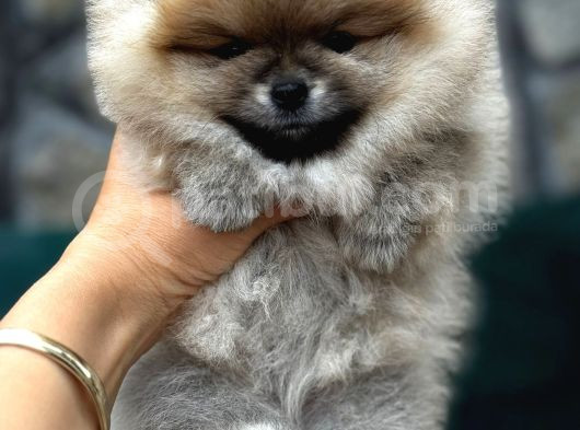 Show Kalite Yumuşacık Tüylü Pomeranian Boo görsel