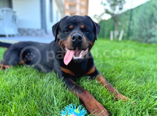 14 Aylık Rottweile Scr Çi̇p Aşi Herşeyi Full görsel