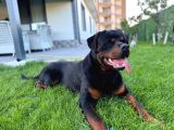 14 Aylık Rottweile SCR ÇİP AŞI Herşeyi full