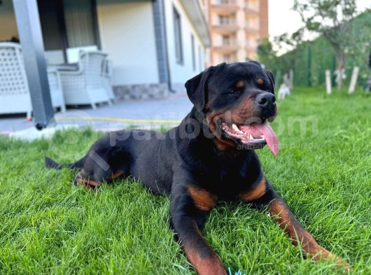 14 Aylık Rottweile Scr Çi̇p Aşi Herşeyi Full