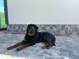 14 Aylık Rottweile Scr Çi̇p Aşi Herşeyi Full