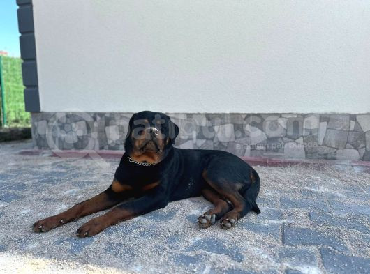 14 Aylık Rottweile Scr Çi̇p Aşi Herşeyi Full görsel