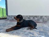 14 Aylık Rottweile Scr Çi̇p Aşi Herşeyi Full