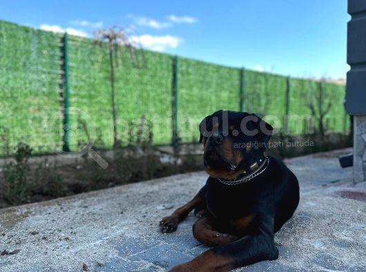 14 Aylık Rottweile Scr Çi̇p Aşi Herşeyi Full görsel