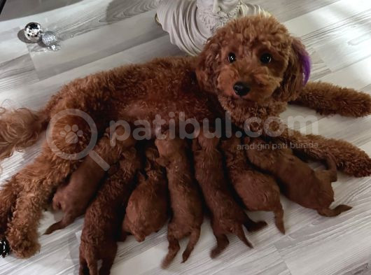 Safkan Dişi Ve Erkek Toy Poddle Yavrular görsel