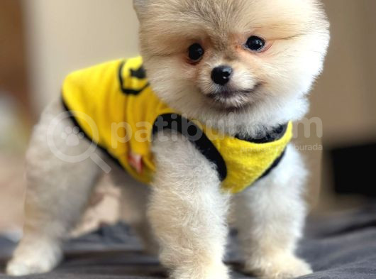 Ankaranin En Eli̇t Teddy Face Bebekleri̇