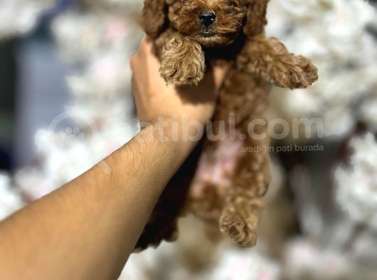 Toy Poodle görsel