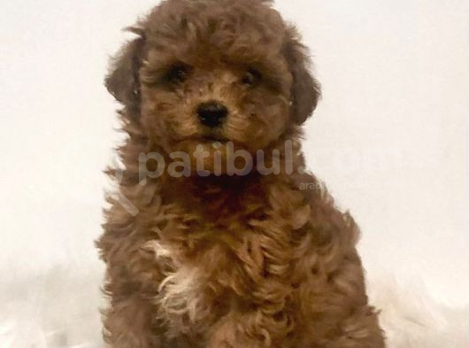 Mini Boy Puppy Kıpkırmızı Red Tooy Poodle  görsel