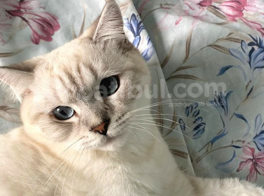 9 Günlük Yeni Bebeklerimiz görsel