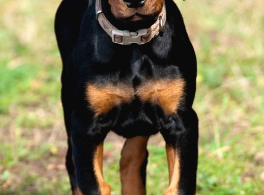 Kafa Dengi Adam Bulamıyor Musun Sorun Değil Bir Doberman Al