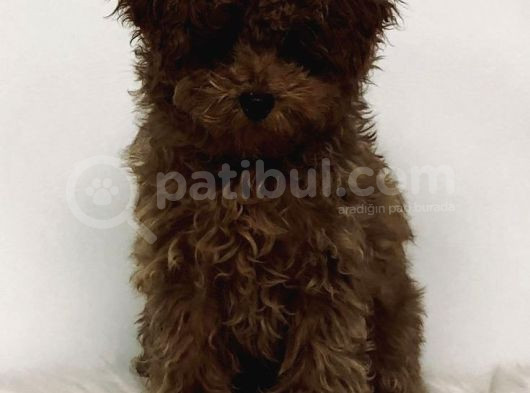 Red Braw Kıpkırmızı Ev Üretimi Tooy Poodle  görsel