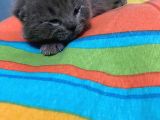 9 günlük yeni bebeklerimiz