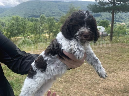 Italyan Orjinal Lagotto Yavrular