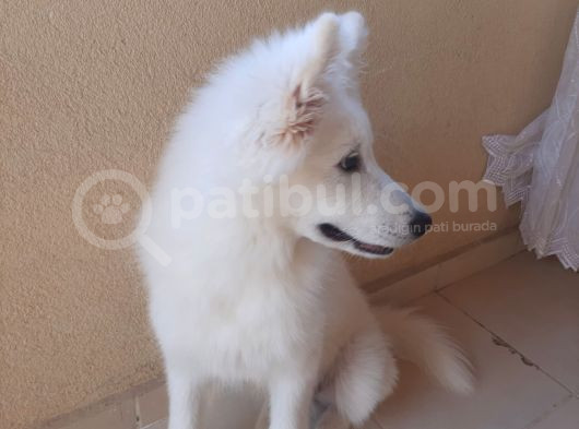 6 Aylık Aşılı Eğitimli Samoyed görsel