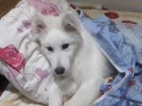 6 Aylık Aşılı Eğitimli Samoyed