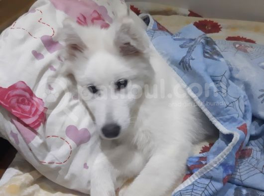 6 Aylık Aşılı Eğitimli Samoyed görsel